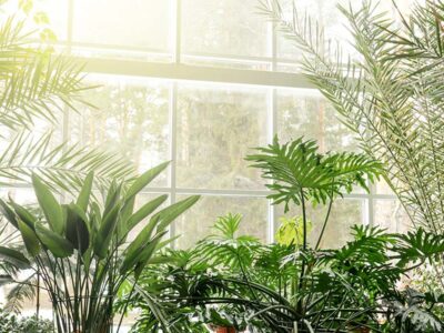 BIOPHILIC DESIGN: THE MISSING LINK IN SUSTAINABILITY